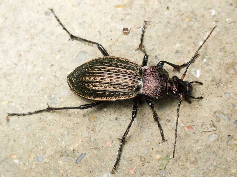 cancellatus cancellatus n. sulinensis Born, 1902